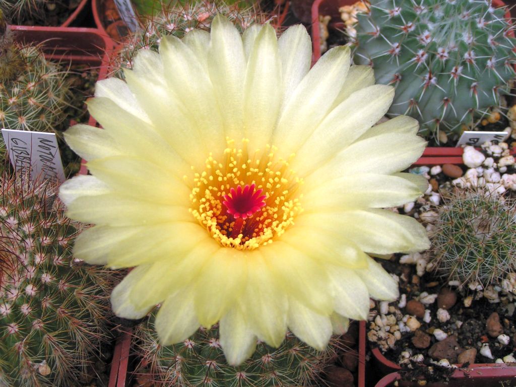 Notocactus tabularis